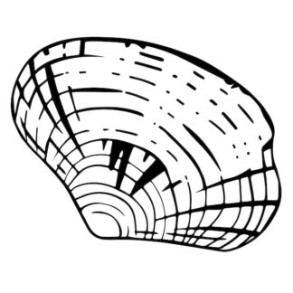 Sticker Autocollant coquillage plage SCE18747