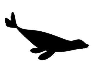 Sticker Autocollant otarie marin animaux  ANX21011